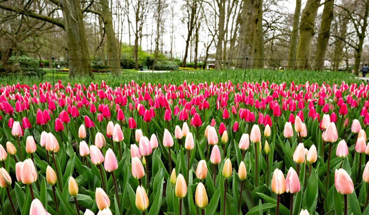 Tulip garden